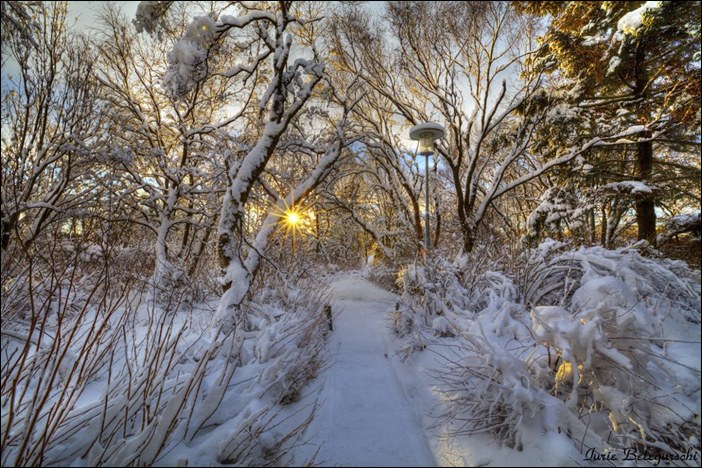 6- Winter Wonderland1 - foto Iurie Belegurschi - fotografiromani-ro